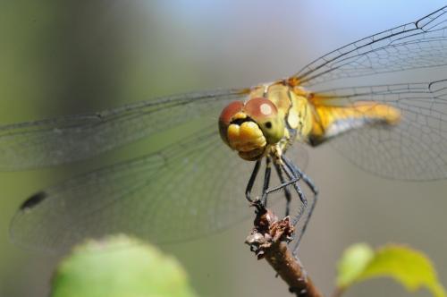 Sympetrum sanguineum